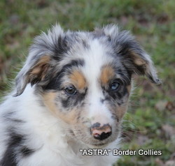 Blue Merle Male border collie puppy